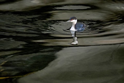 Slavonian grebe (Podiceps auritus), adult, in a white plumage, winter plumage, swimming in Lake