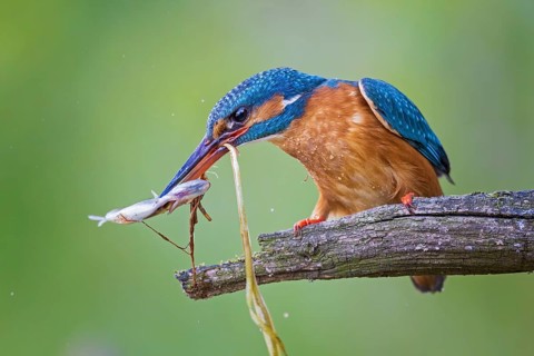 Common Kingfisher (Alcedo atthis) female with fish prey in its beak, Saxony-Anhalt, Germany