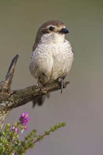 Red-backed Shrike (Lanius collurio) female, Asturias, Spain