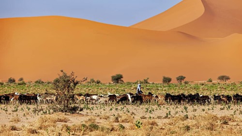 Shepherd with herd of goats along the vast sand dune landscape under a blue sky, goatherds in the