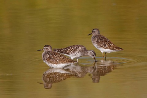 Wood Sandpiper (Tringa glareola) foraging, Greece
