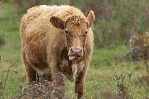 Domesticated cow or cattle (Bos taurus) adult farm animal in a grass field, Suffolk, England,