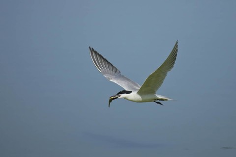 Gull-billed Tern (Gelochelidon nilotica) flying with fish in beak, Valencia, Spain