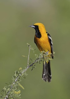 Hooded Oriole (Icterus cucullatus) male, Arizona, USA
