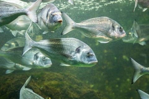 Gilt-head bream (Sparus aurata) swimming under water, captive, Germany