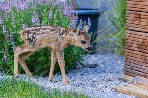 A fawn (Capreolus capreolus), standing in a garden. Hand raised orphan