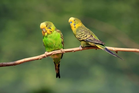 Budgerigar (Melopsittacus undulatus), adult, pair, male, female, two, in perch, Australia