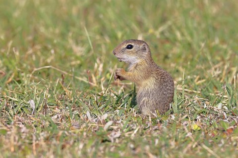 European ground squirrel (Spermophilus citellus) in a meadow, Burgenland Austria