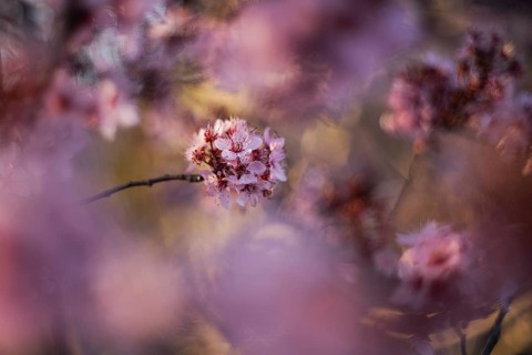 A dreamy close-up of cherry blossoms, bathed in soft, diffuse light highlighting their delicate