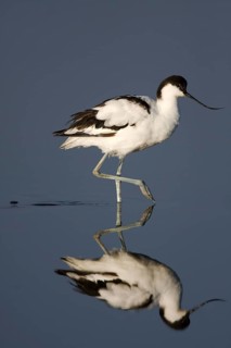 Pied Avocet (Recurvirostra avosetta), Namibia