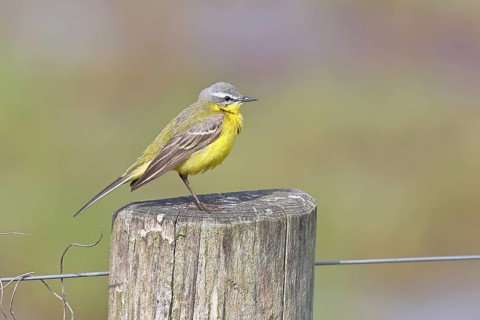 Yellow wagtail (Motacilla flava), on a pasture fence post, Dümmer, Lake Dümmer, Ochsenmoor, Hüde,