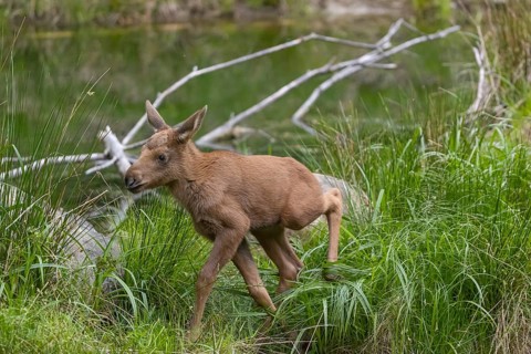 Two baby moose or elk, Alces alces, (19 days old, born May 8, 2020) standing on a meadow with fresh