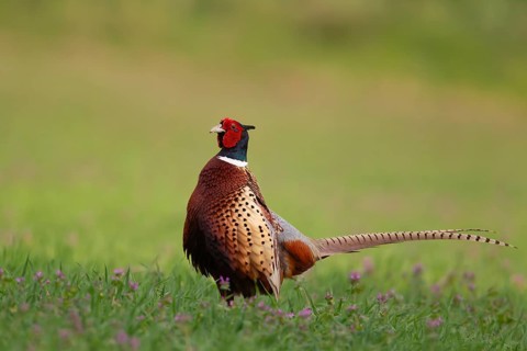 Common or Ringed-necked pheasant (Phasianus colchicus) adult male bird in a farmland cereal field,