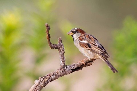House Sparrow (Passer domesticus) male, Alicante, Spain