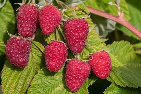 Autumn raspberry (Rubus idaeus 'Malling Happy'), BS Sämann, Germany