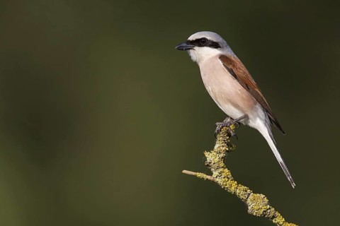 Red-backed shrike (Lanius collurio), animals, birds, shrike family, on a perch, Worms district,