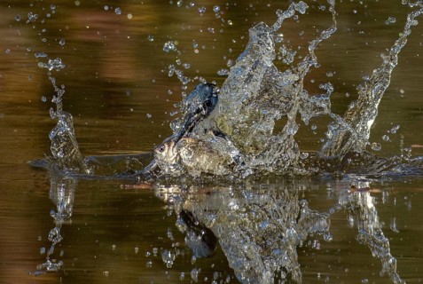 Belted Kingfisher (Megaceryle alcyon) female hunting, with fish prey in beak, Texas, USA