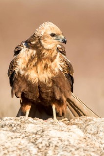Western Marsh Harrier (Circus aeruginosus) female, Castile-La Mancha, Spain