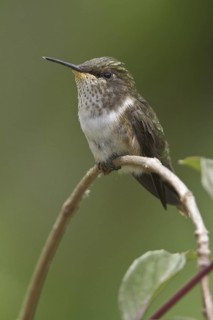 Scintillant Hummingbird (Selasphorus scintilla), Costa Rica