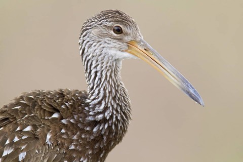 Limpkin (Aramus guarauna), Florida, USA