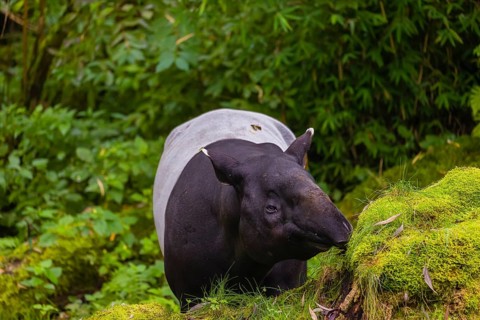 A Malayan tapir (Acrocodia indica) stands in a small clearing looking for food