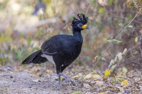 Naked-faced hokko (Crax fasciolata), m, on the ground, Pantanal, Brazil