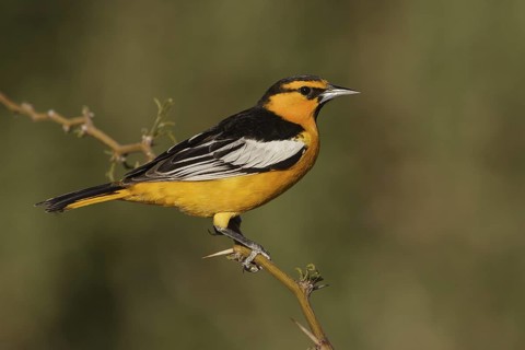 Bullock's Oriole (Icterus bullockii) male, California, USA