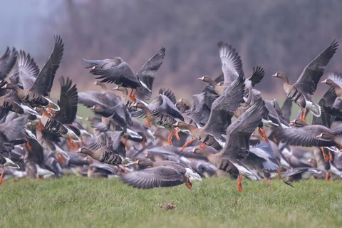 Greater White-fronted Goose (Anser albifrons) group taking flight, North Rhine-Westphalia, Germany