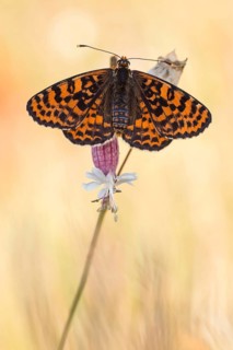 Der Roter Scheckenfalter (Melitaea didyma) mit offenen Flügeln