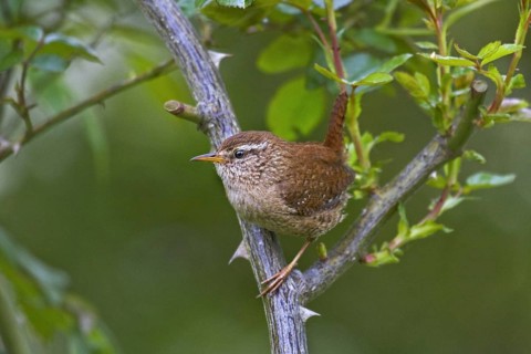 Eurasian wren (Troglodytes troglodytes) perched in bush, Belgium