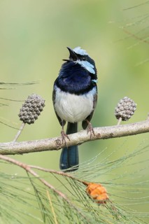 Superb Fairywren (Malurus cyaneus) perched on a branch in eastern Australia