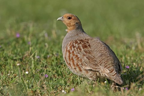 Grey Partridge (Perdix perdix), Rhineland-Palatinate, Germany