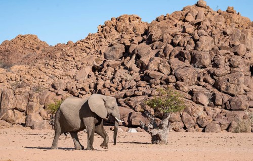 African elephant (Loxodonta africana), desert elephant, near the Hoanib River, Damaraland, Kunene