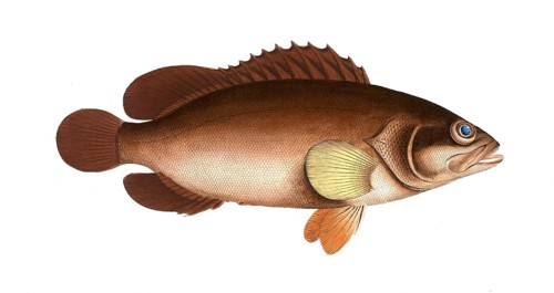 Fish, Fishes, Genus of groupers, Epinephelus Afer, Alphestes afer, african loggerhead, a genus of