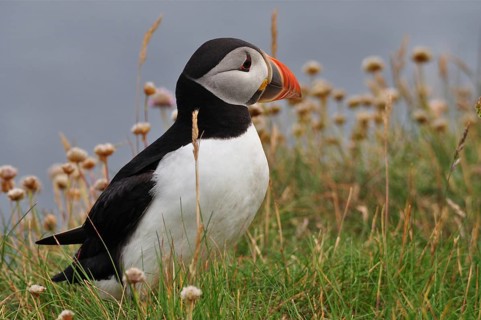 Puffin (Fratercula arctica)