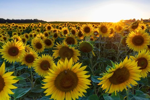 Field with sunflowers (Helianthus annuus) in bloom at sunset, near Priestewitz, Saxony, Germany