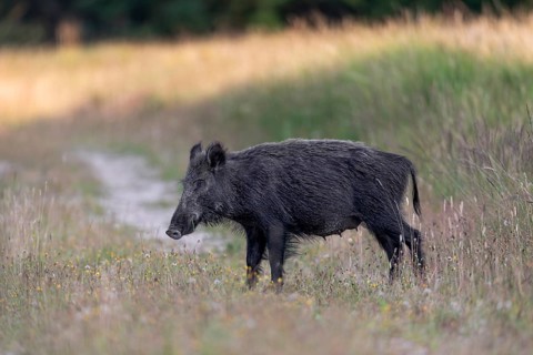 Wild boar (Sus scrofa) at the edge of a forest meadow, Denmark