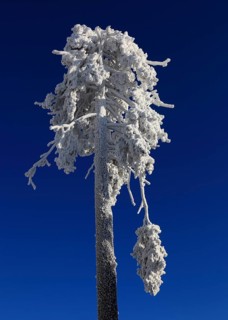 Winter landscape in the Fichtelgebirge, snow-covered tree, Bayreuth district, Upper Franconia,