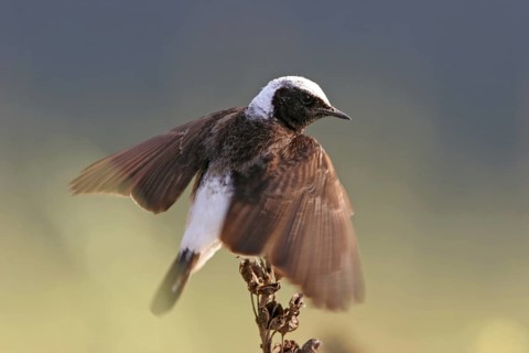 Pied Wheatear (Oenanthe pleschanka), Bulgaria