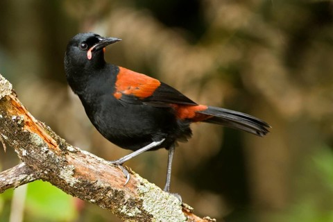 South Island Saddleback (Philesturnus carunculatus), Rakiura National Park, New Zealand