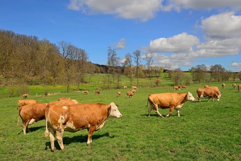 Domestic cattle (Bos primigenius taurus), dairy cows on a pasture, blue cloudy sky, North