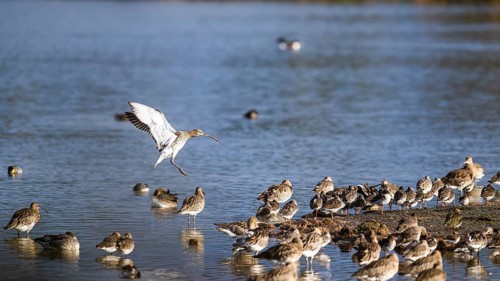 Eurasian Curlew, Numenius arquata, birds on marshes, Devon, England, United Kingdom