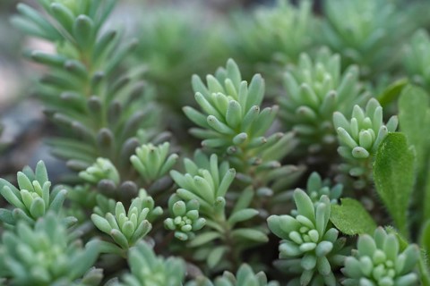 Close-up image of six-angled stonecrop showing its intricate, green foliage. This succulent plant