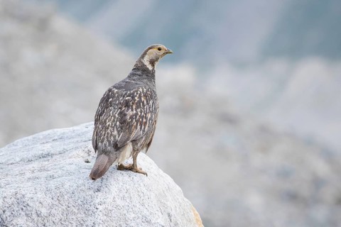 Caucasian Snowcock (Tetraogallus caucasicus) female perched on a rock, Caucasus, Russia
