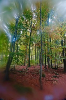 Golden October, autumn in the forest, Germany