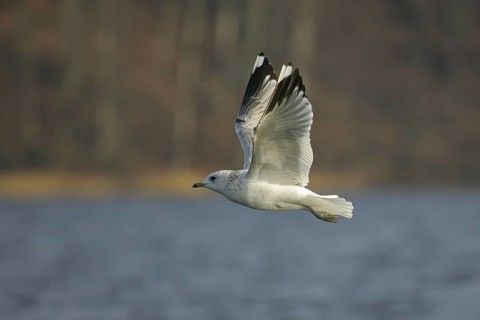 Mew Gull (Larus canus) flying, Brandenburg, Germany