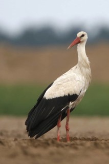 White Stork (Ciconia ciconia), Poland