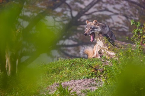Two Eurasian gray wolves (Canis lupus lupus) stand on a foggy day, framed by leaves, on a hill
