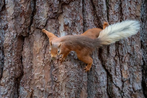 Squirrel (Sciurus), forest, Aviemore, Scotland, Great Britain