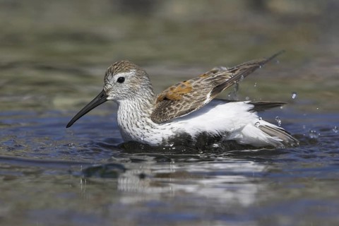Dunlin (Calidris alpina), British Columbia, Canada
